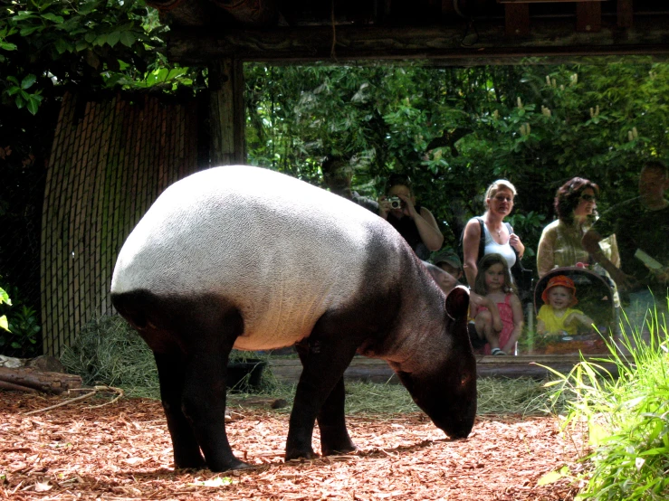 a group of people standing around two pandas