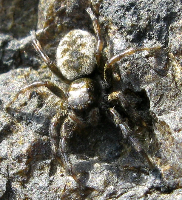 a large spider is crawling on a rock