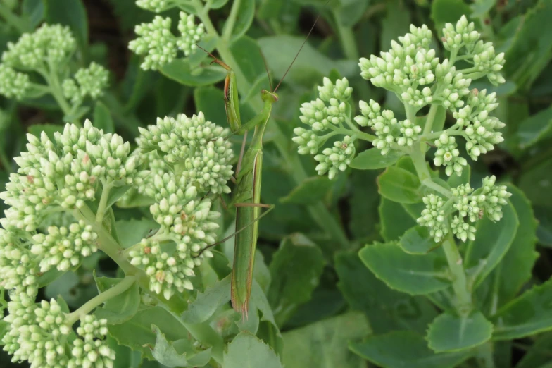 a green insect sitting on a green flower in the woods