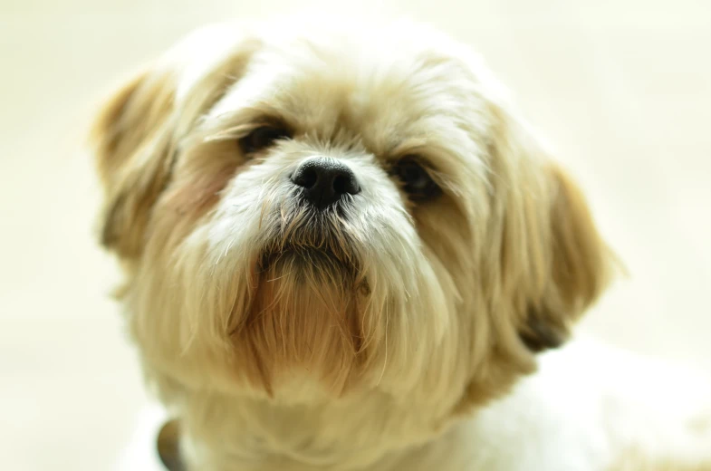 a dog looking into the camera while wearing a collar