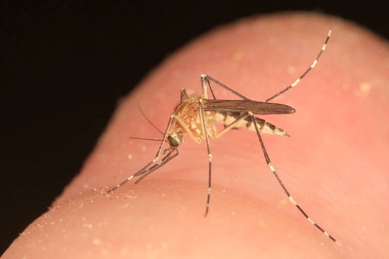 a mosquito sitting on the upper side of someones body