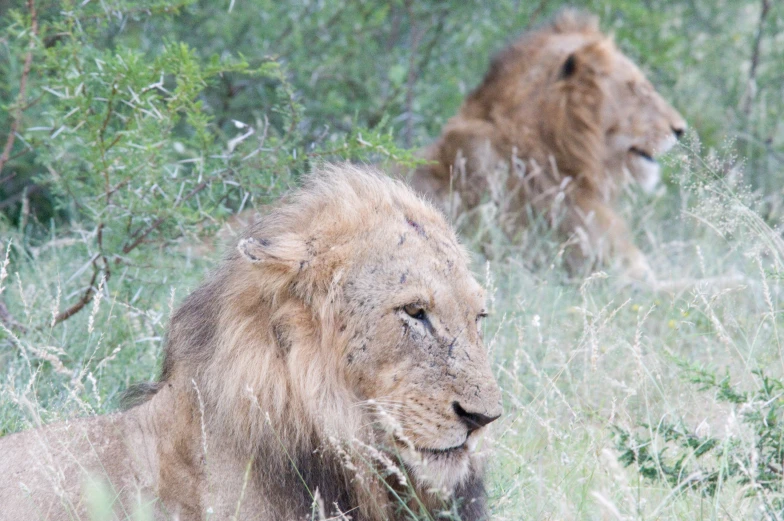 two adult lions in grassy area next to bushes
