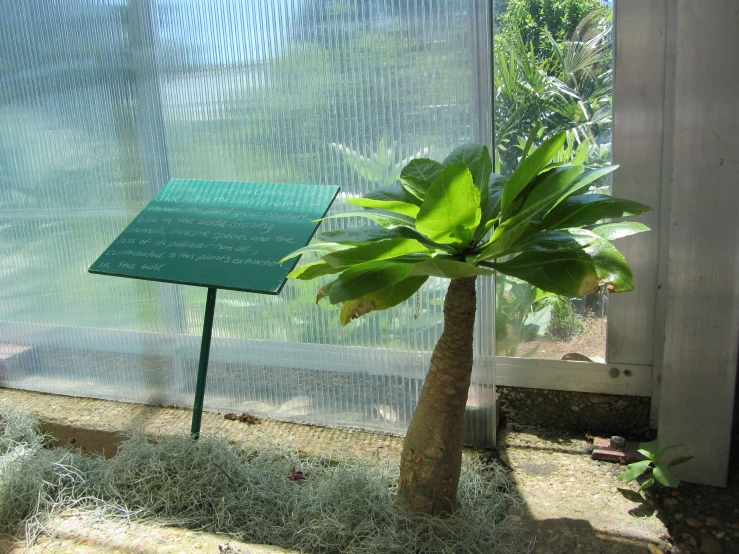 a tree growing in the side of a green house