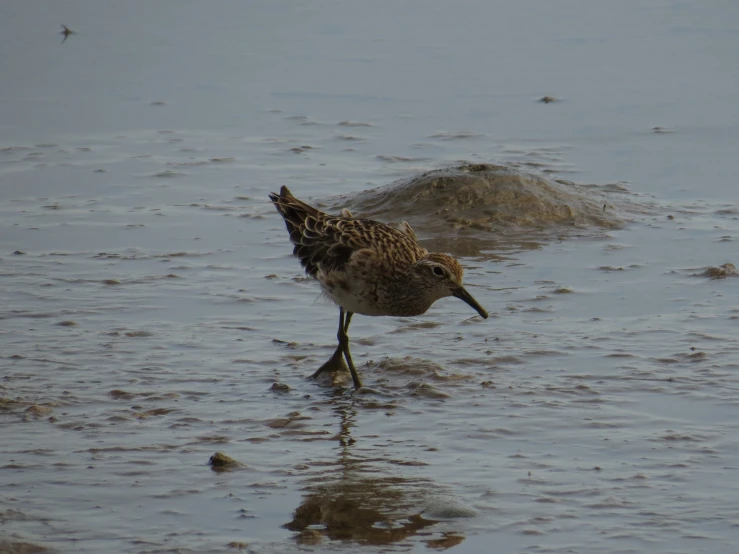 a small bird stands on wet sand in the ocean