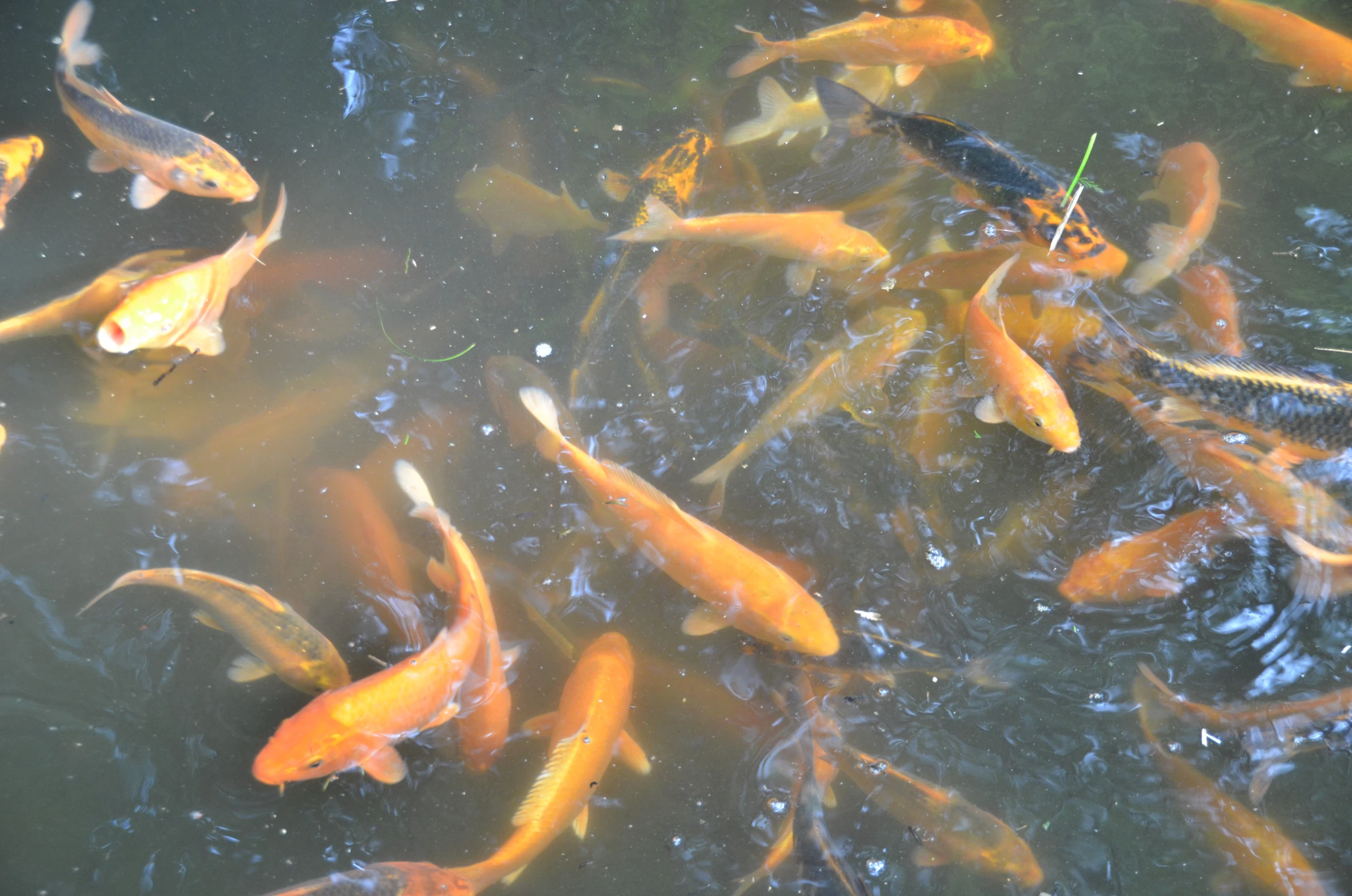 many goldfish are swimming in the water