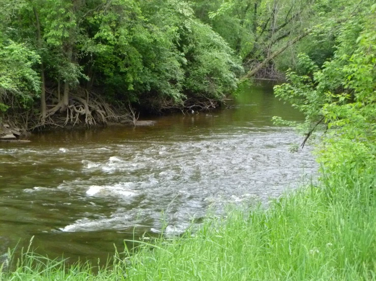 a creek in the middle of a wooded area