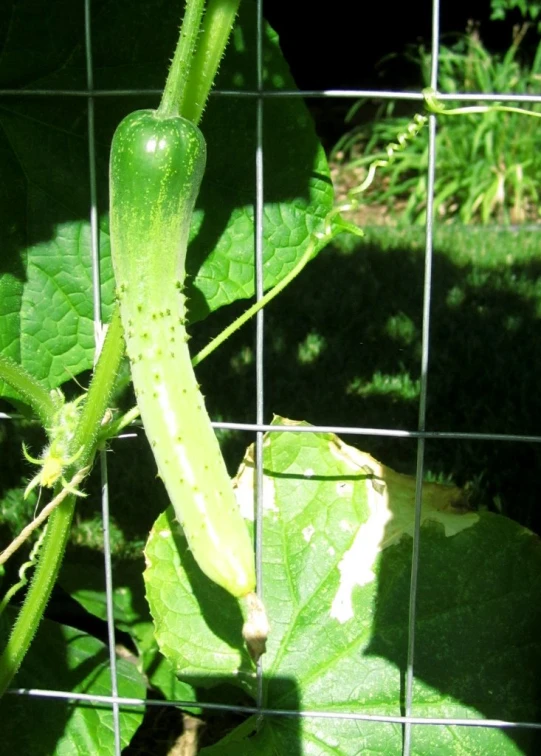 close up of a small green cucumber attached to a wire fence