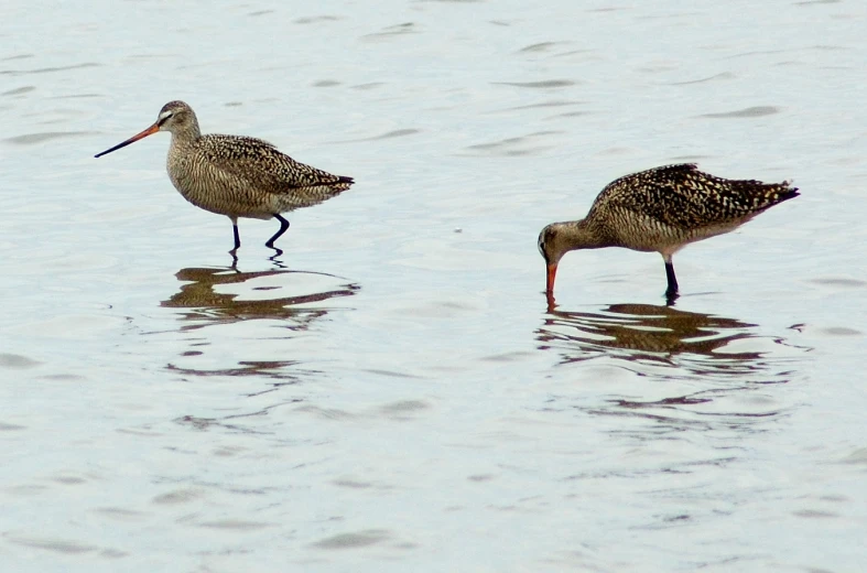 two birds with large beaks wading in water