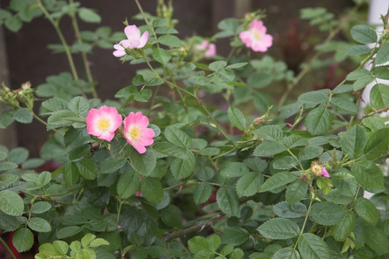 a pink and white flower near some green leaves