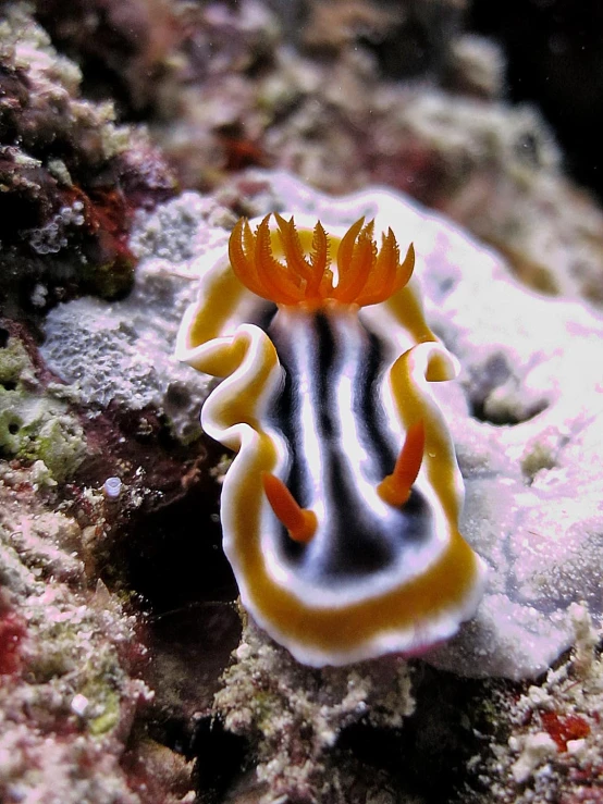 a small sea slug crawling along a piece of coral