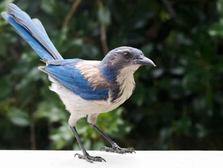 a blue bird standing on a ledge near trees