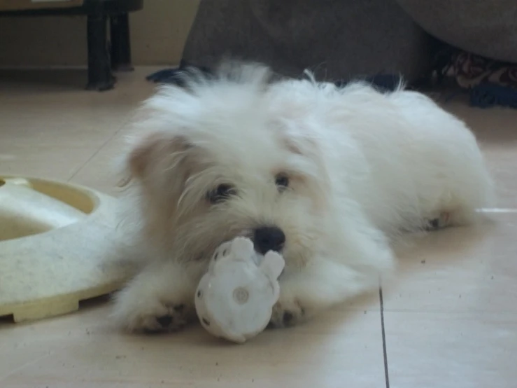 a small white dog chewing on a toy