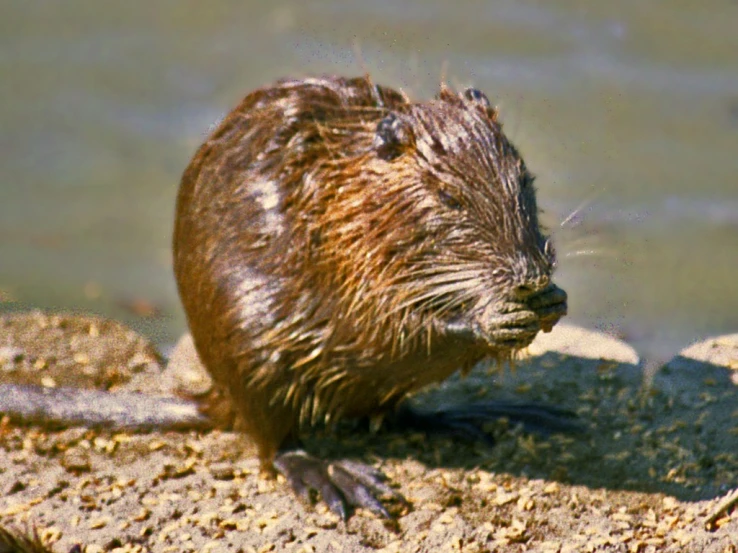 a close up of a animal on dirt ground