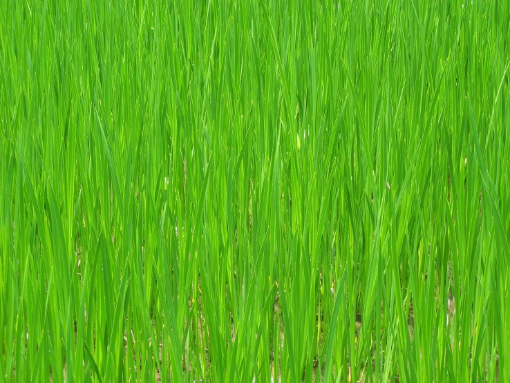 a field of green tall grass
