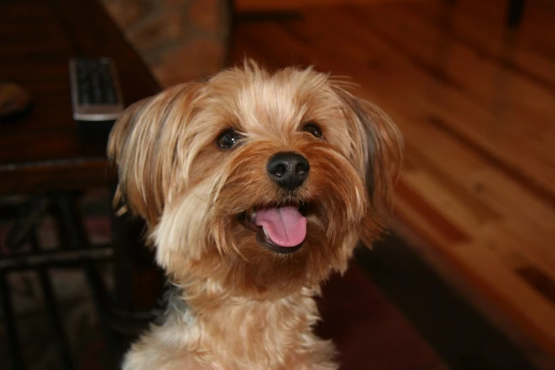 a dog with its tongue out sitting on the floor