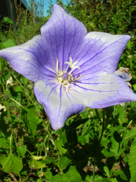 the large blue flower is near some green plants