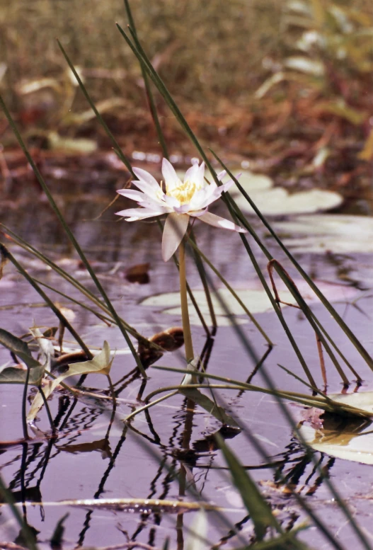 the white flower has long stalks around it