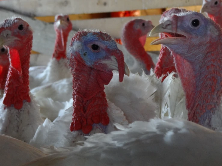 a group of turkeys are looking into the camera