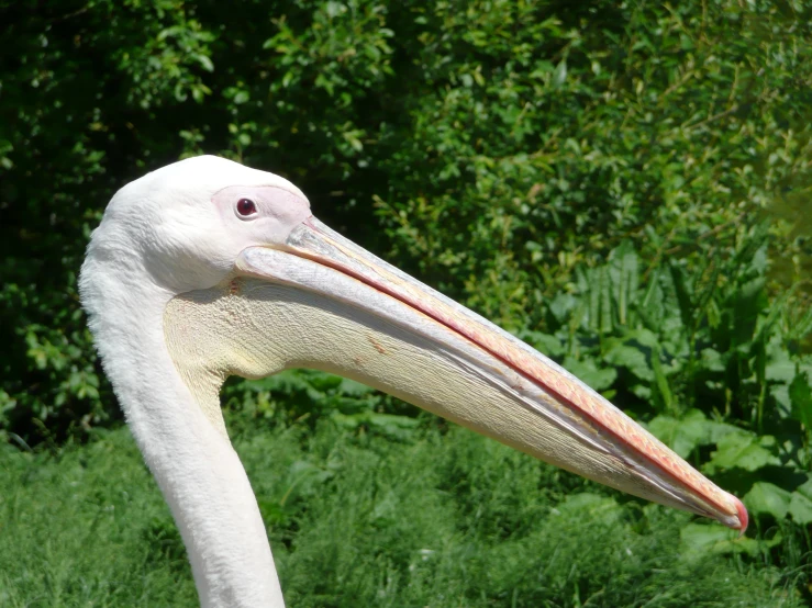 a bird with a beak on some green plants