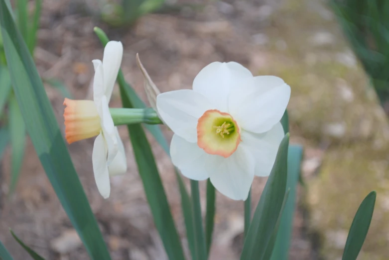 two flowers with one yellow flower blooming from it's middle