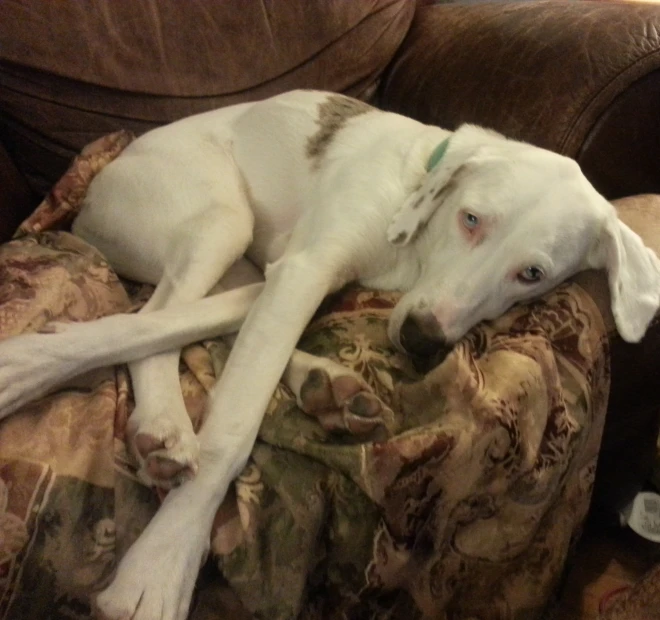 a white dog sleeping on a couch with food and beverages