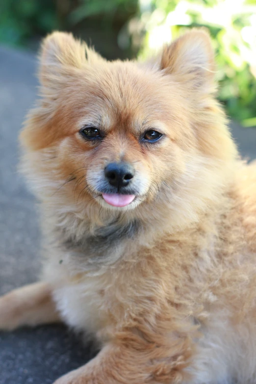 a little brown dog with blue eyes laying on the street