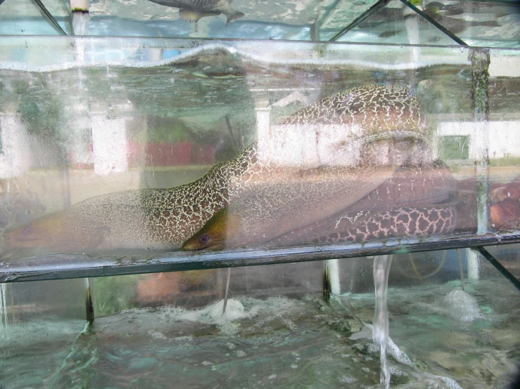 an animal is seen reflected in a glass window