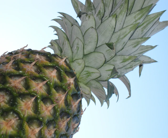 a green and white pineapple with a blue sky in the background