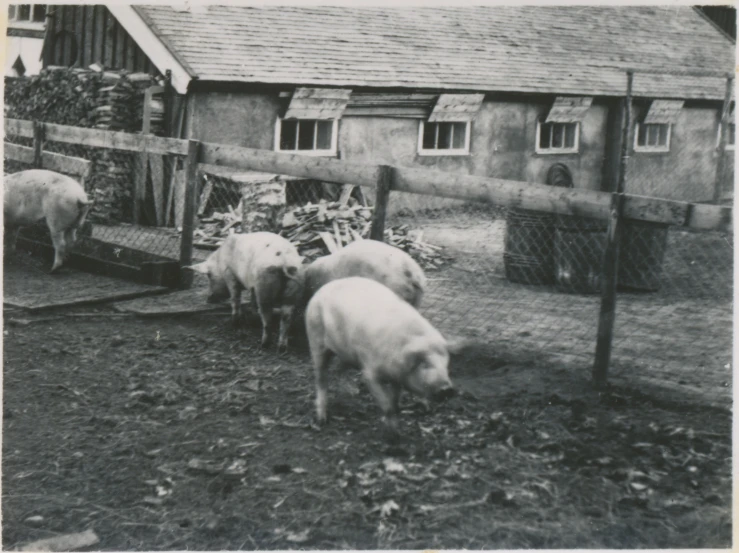 an old picture of pigs standing outside of their pen