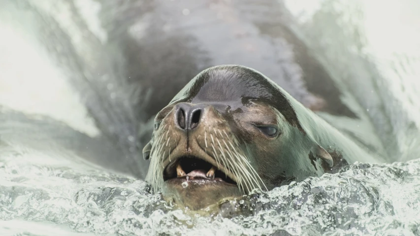 an seal resting on the surface of a water tank