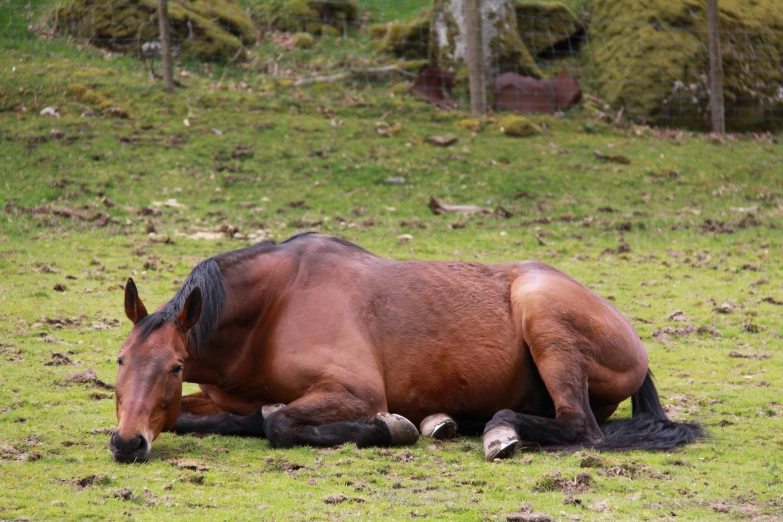 a horse laying down in a pasture with green grass