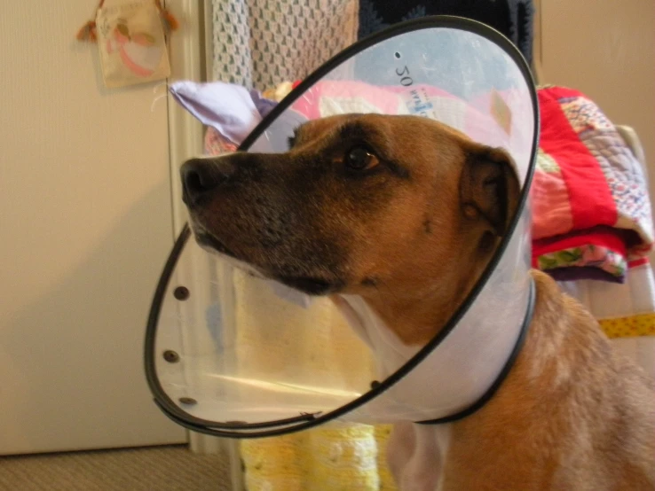 a dog wearing a cone with soing on it's head