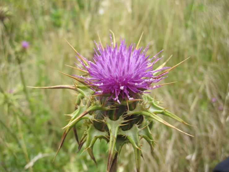 the flower is very pretty with long stems