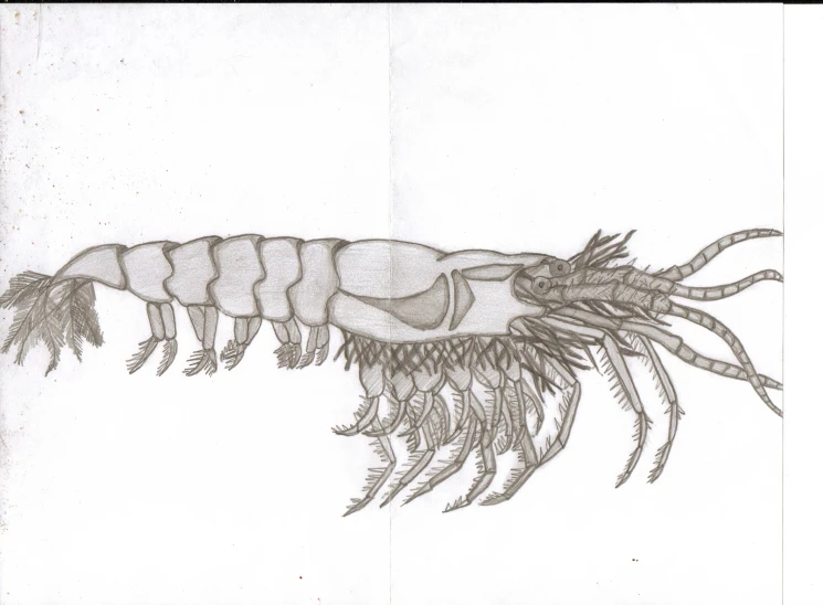 a drawing of a shrimp made out of two different layers