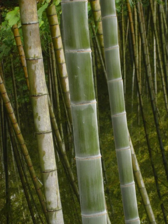 green stems stand tall among the bamboos in a forest