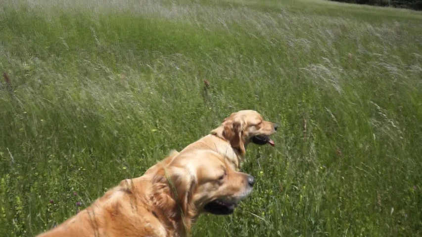 a couple of dogs that are standing in a field