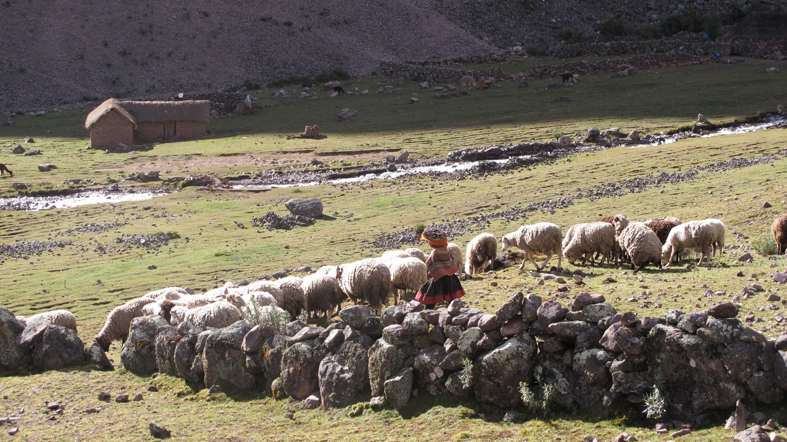 herd of sheep standing around in a large green pasture