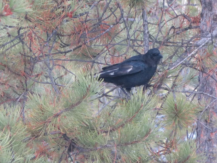 a large black bird sitting in the middle of a forest