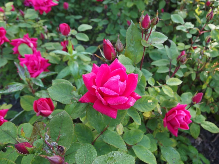 pink flowers are on a plant with lots of green leaves