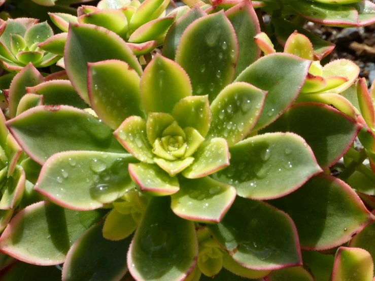 a close up s of a plant with water drops on it