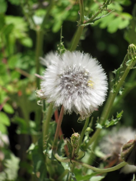 a flower with a white and yellow center surrounded by greenery