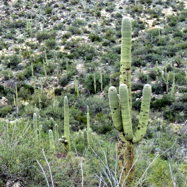 large cactus with long limbs and lots of green trees