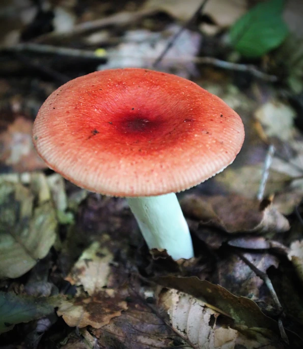 a red mushroom sits in the leafy ground