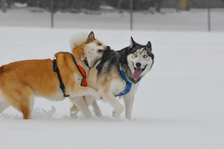 two dogs that are standing in the snow