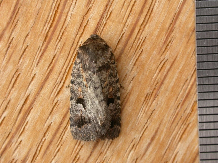 a moth is sitting on the wooden surface