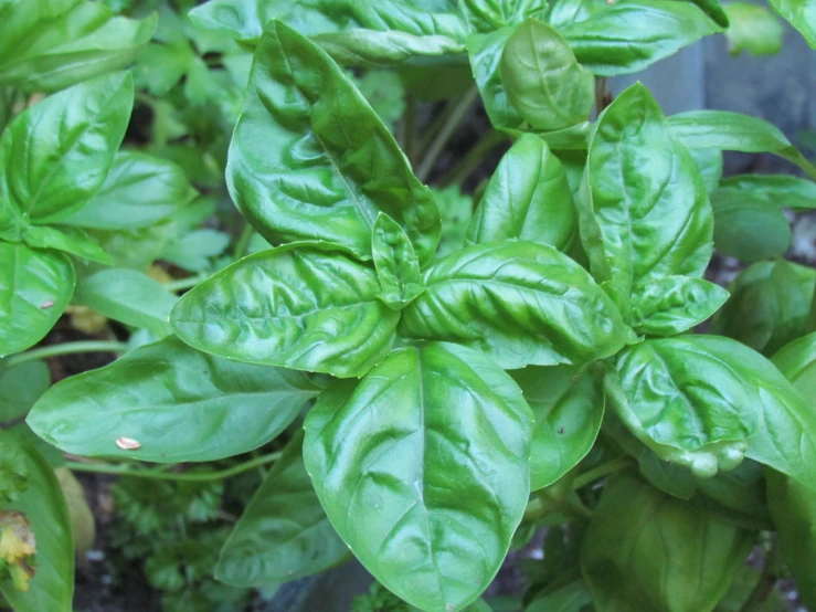 the green leaves of a basil plant