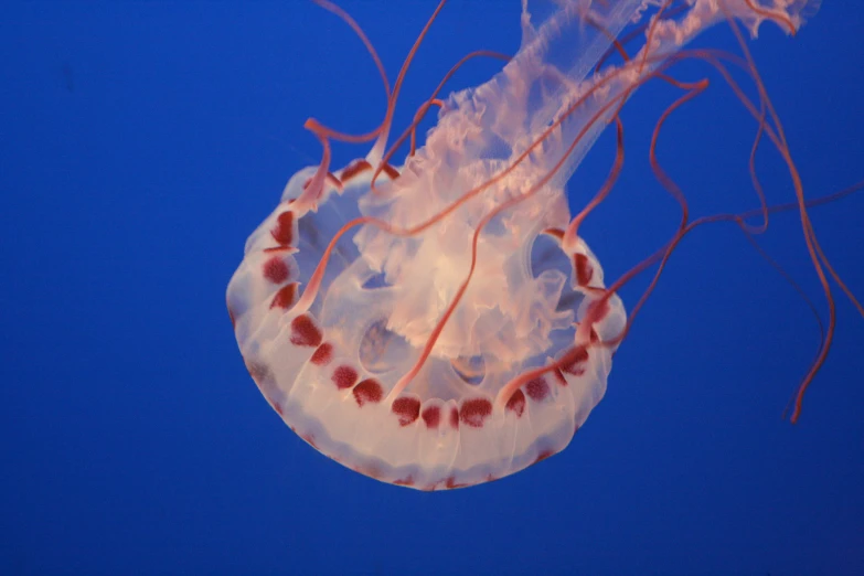 a jelly fish in a tank at the ocean