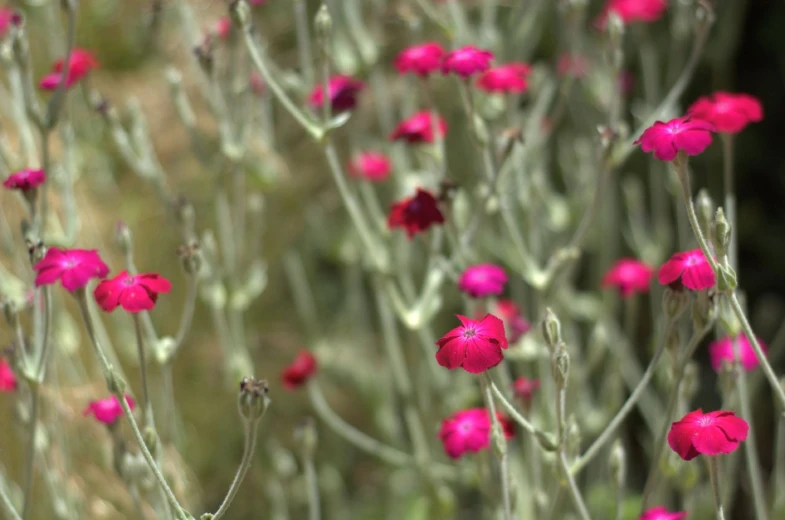 a small amount of flowers with very little stems