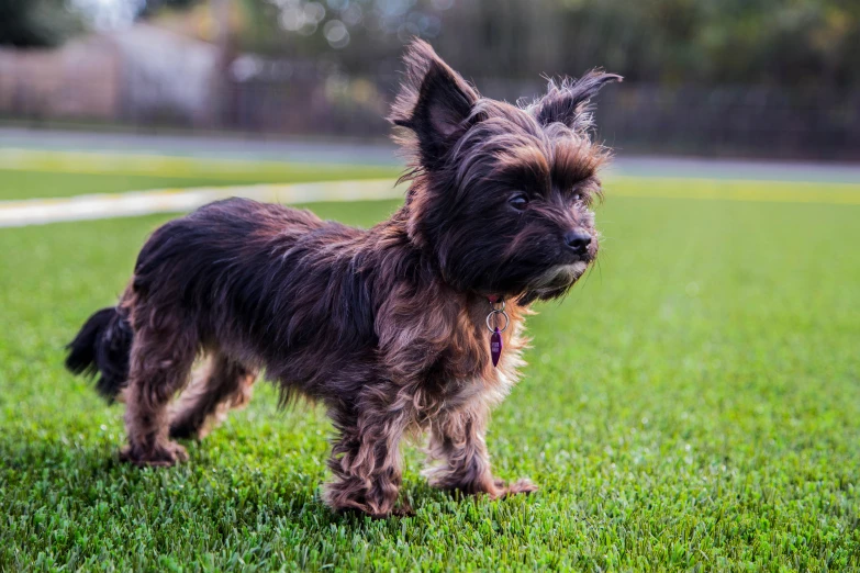 a small dog standing in a grassy field