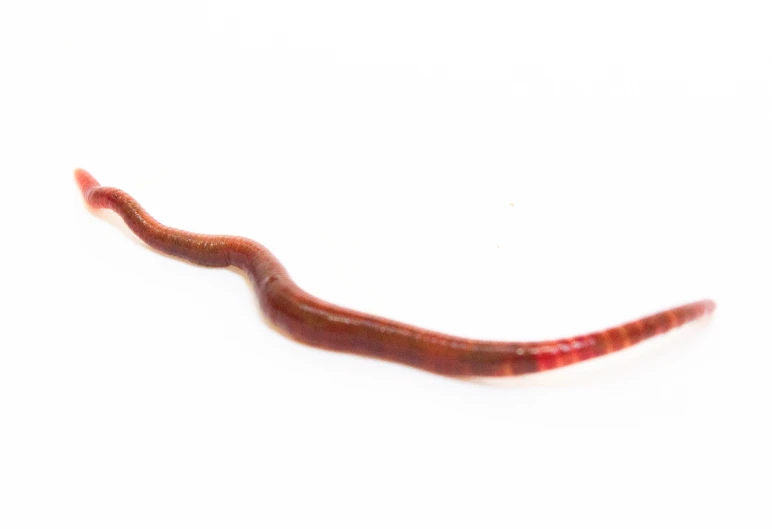 a red worm on a white background